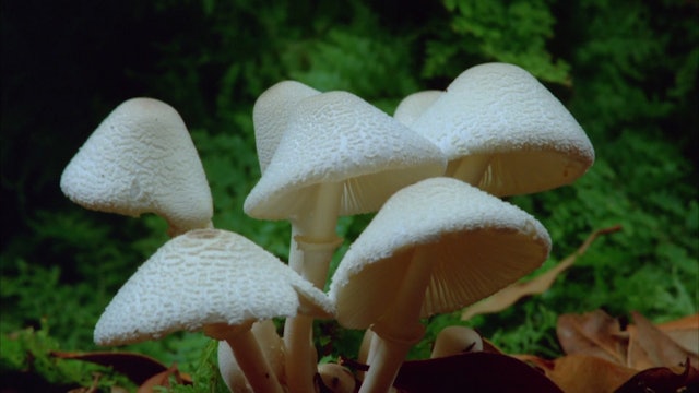Mushroom Meditation