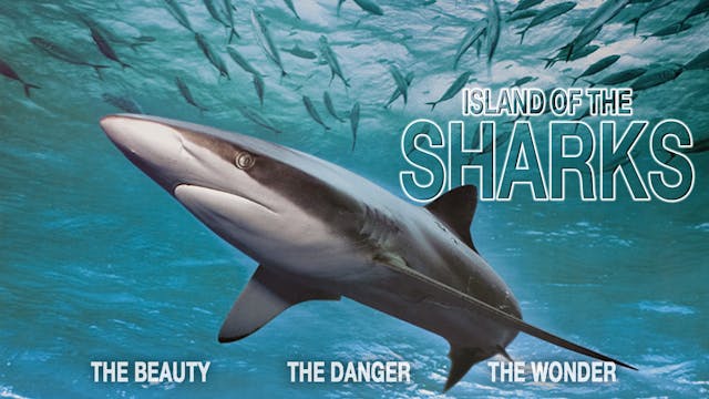 Island of the Sharks