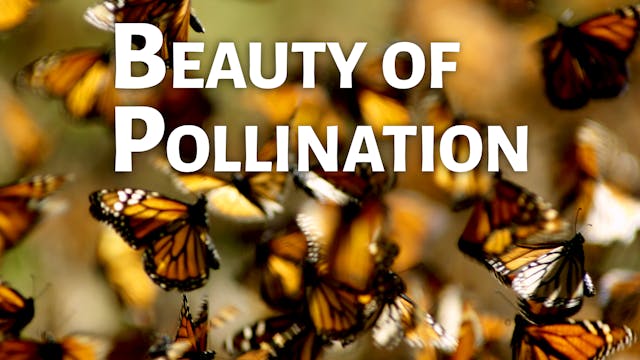 Beauty of Pollination