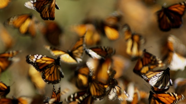 Beauty of Pollination