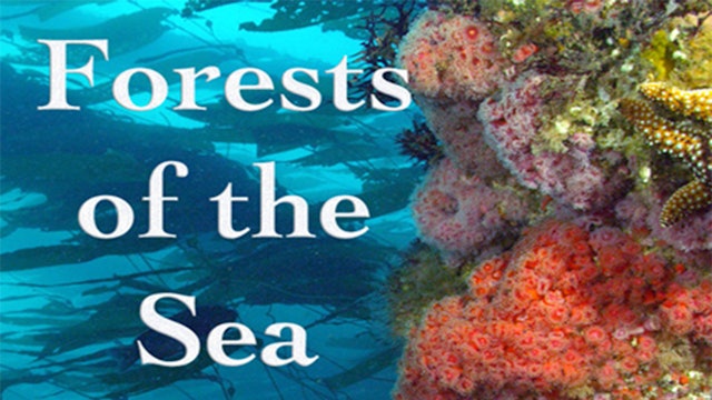 Forest in the Sea