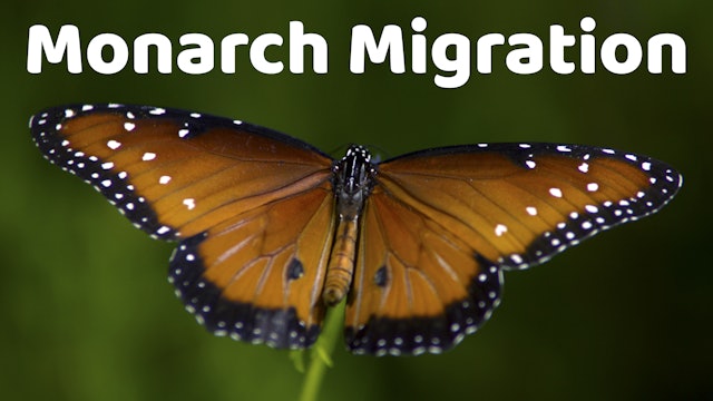 Monarchs Migration