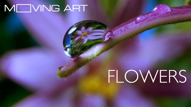 Moving Art: Flowers