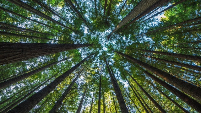Redwood Forest Guided Meditation