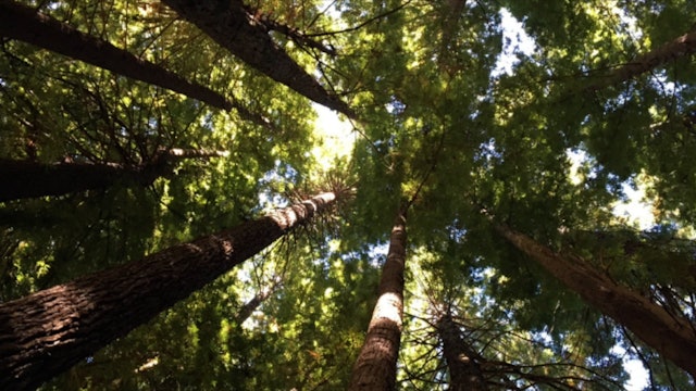 Redwood Forrest Guided Meditation.