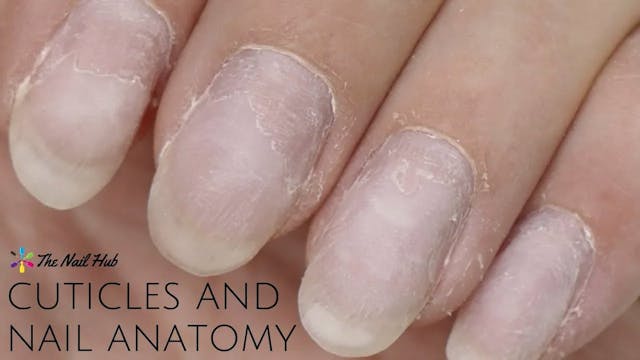 Cuticles & Nail Anatomy