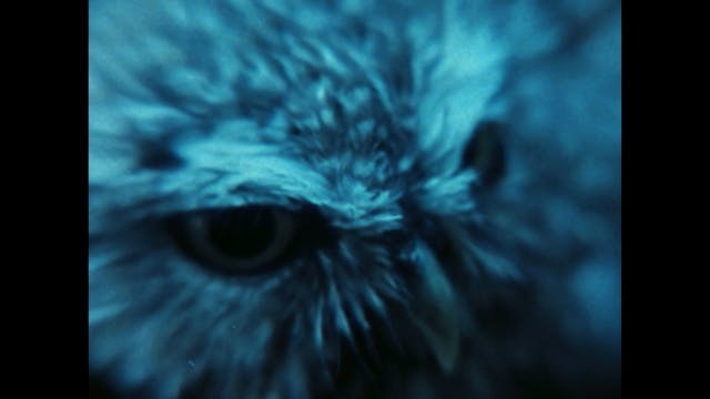 THE OWL’S LEGACY // Episode 1: Symposium—or Accepted Ideas