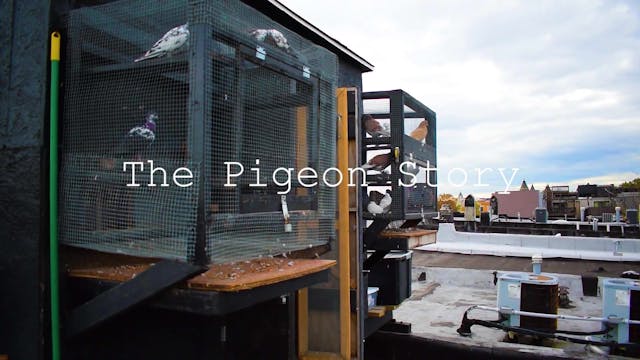 Rooftop Loft-The Pigeon Story.