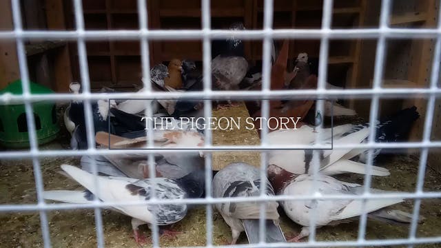 Local Pigeon Loft-The Pigeon Story.