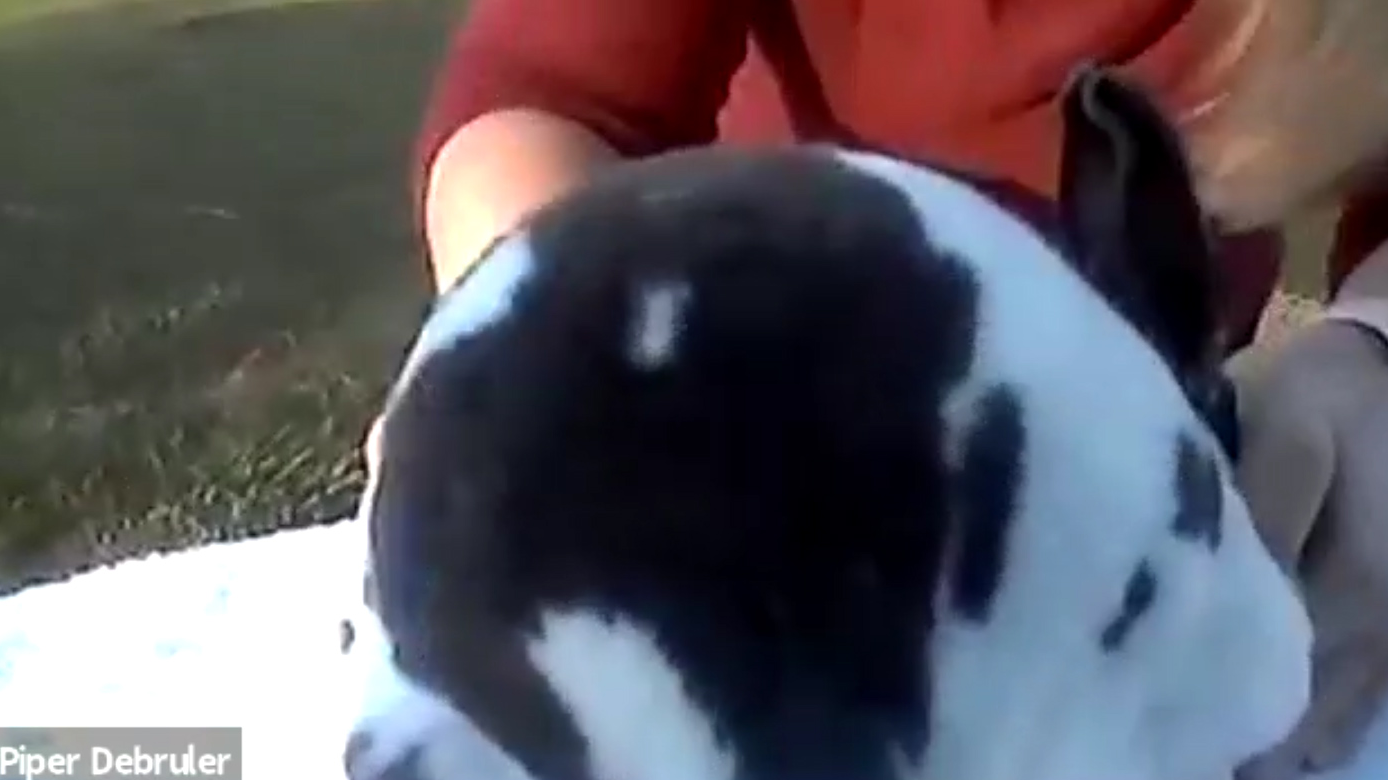 Mini Rex by Piper Debruler ARBA Judge #927