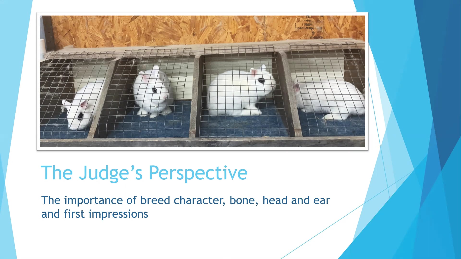 Dwarf Hotot Paula Courtney ARBA Judge #965