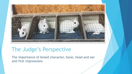 The Rabbit Show Video