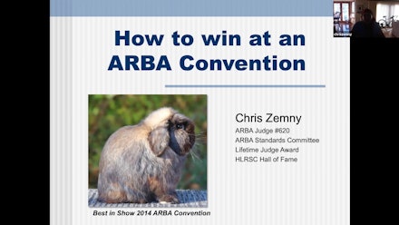 The Rabbit Show Video