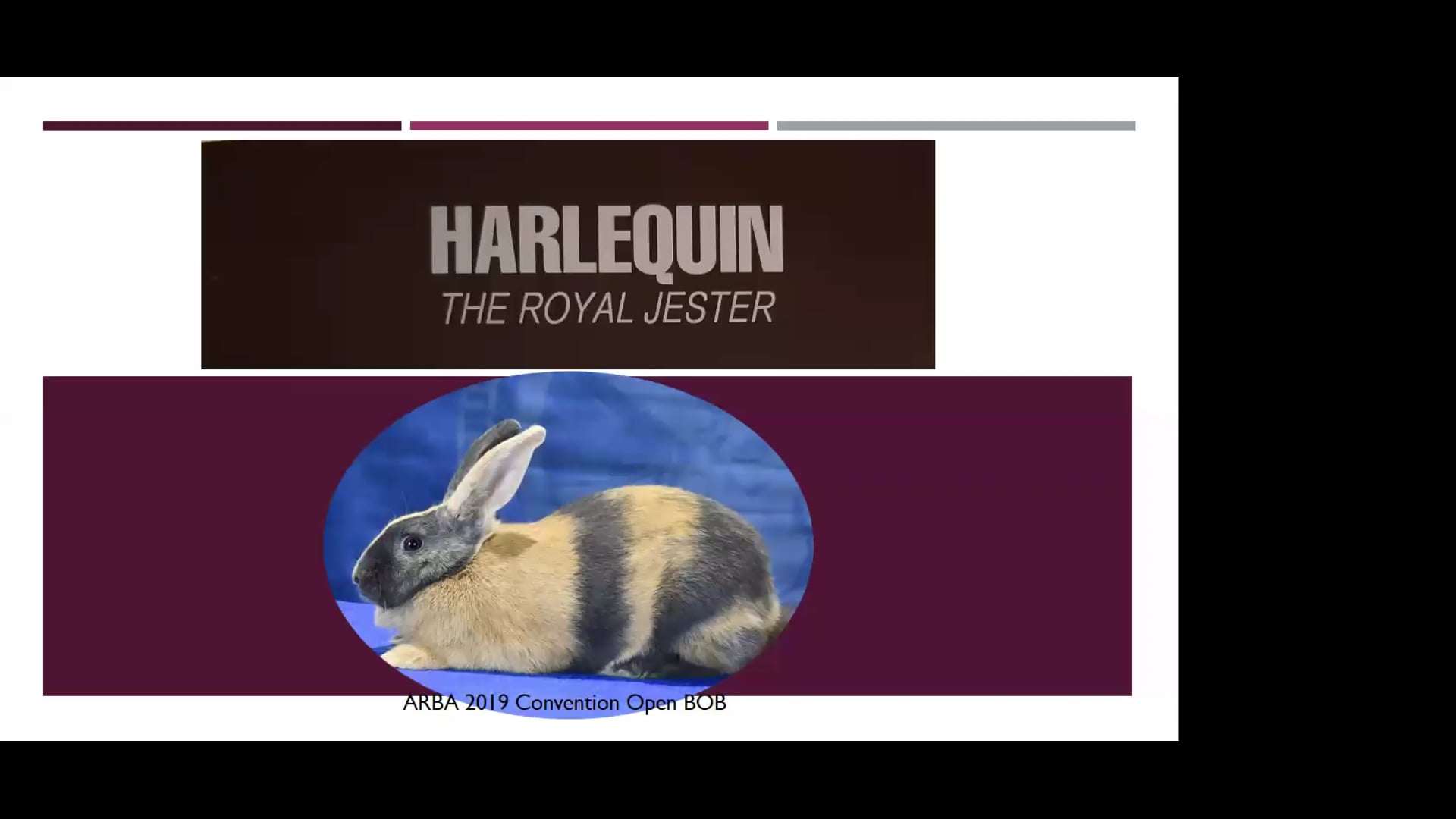 Harlequin The Royal Jester by Misty Polasik ARBA Judge #1001