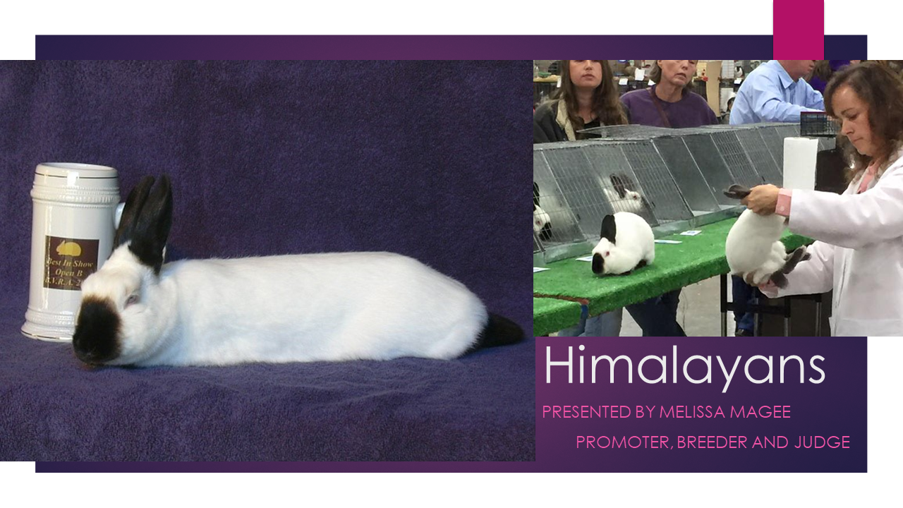 Himalayans by Melissa Magee ARBA Judge #820