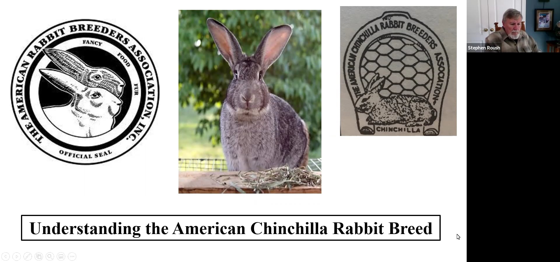 American Chinchilla Stephen Roush
