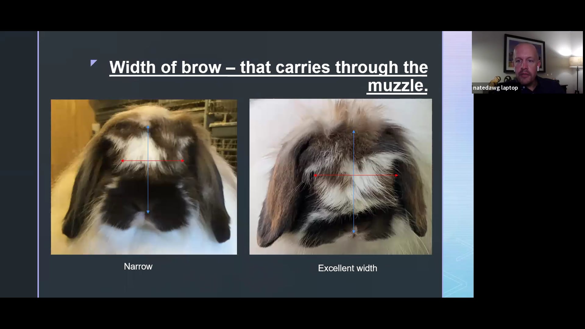 American Fuzzy Lop by Nate Burbidge ARBA Judge #921