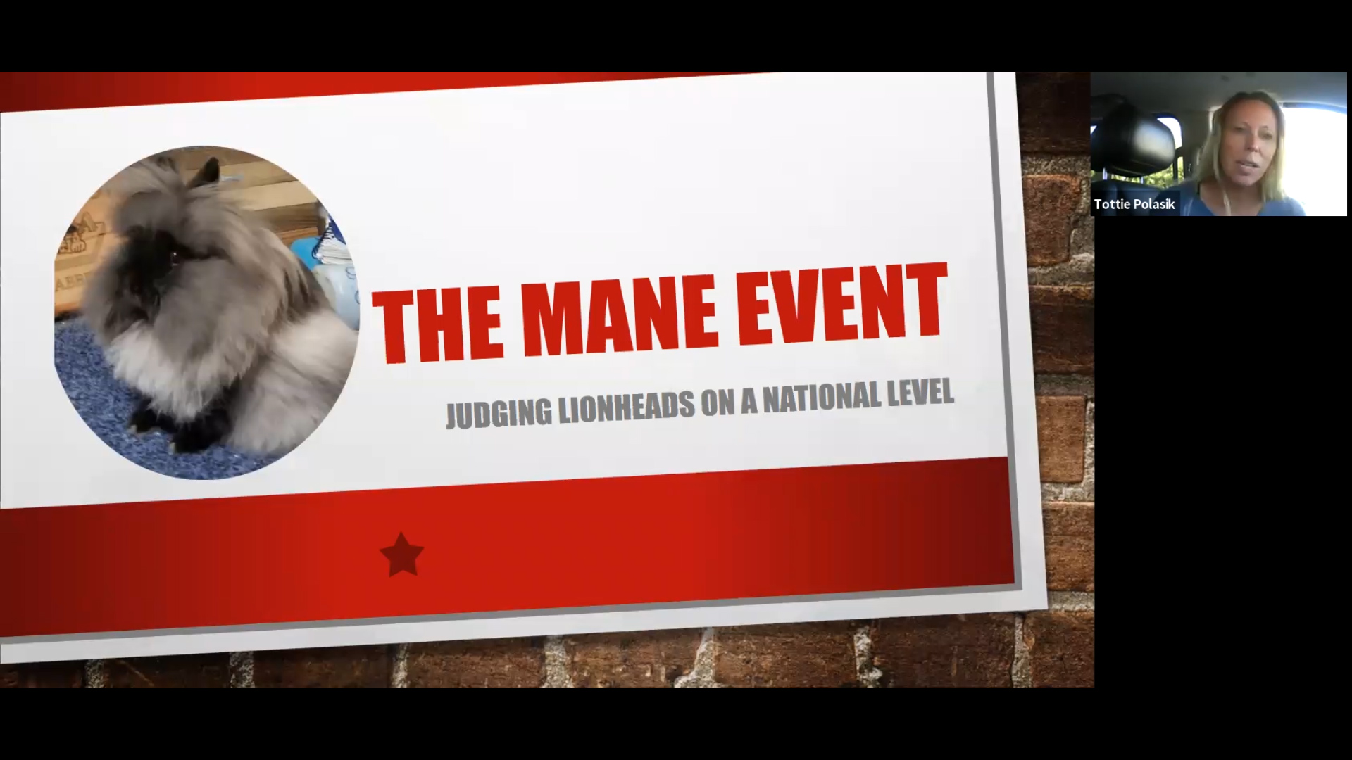 Lionheads by Misty Polasik ARBA Judge #1001