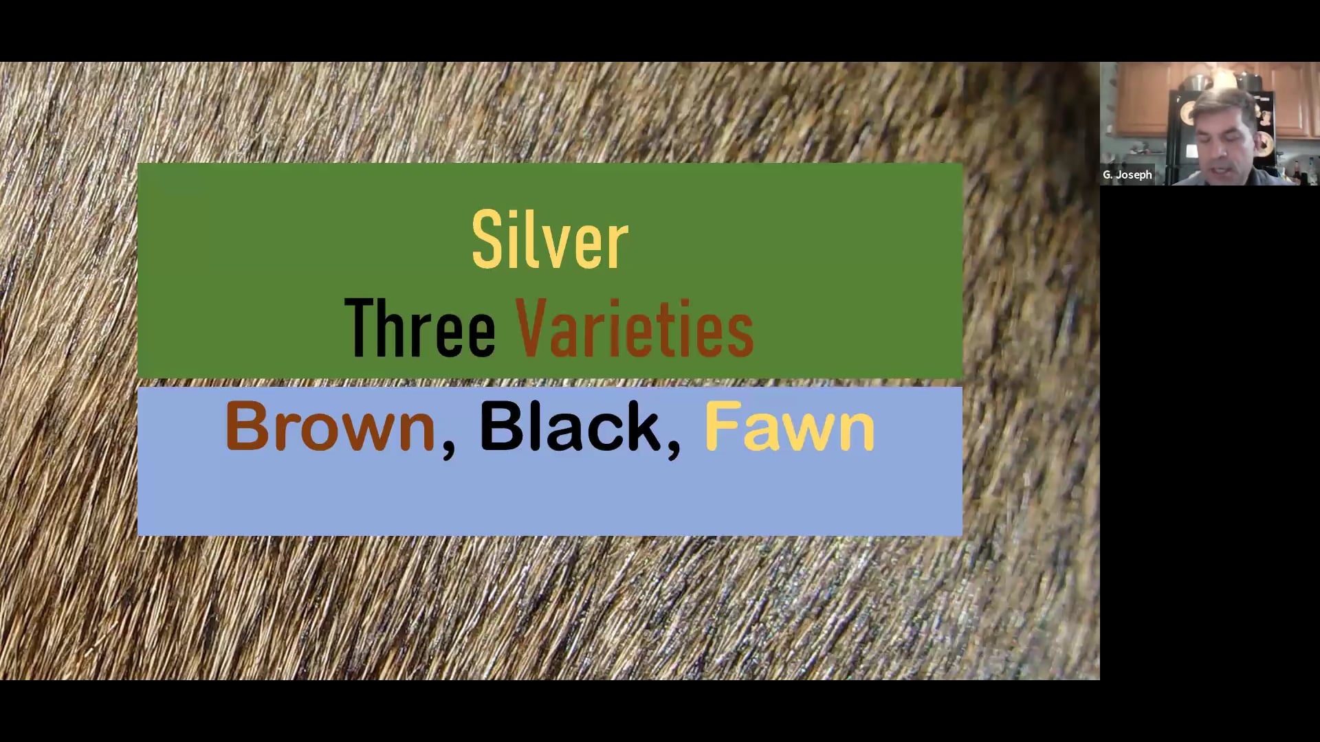 Silvers by Joseph Colucci ARBA Judge # 885