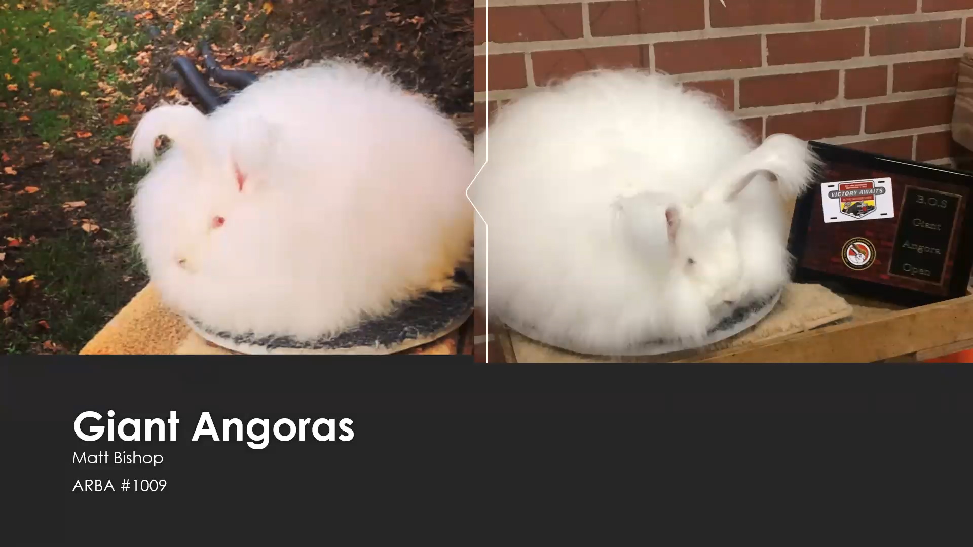 Giant Angoras by Matt Bishop ARBA Judge #1009