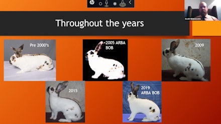 The Rabbit Show Video