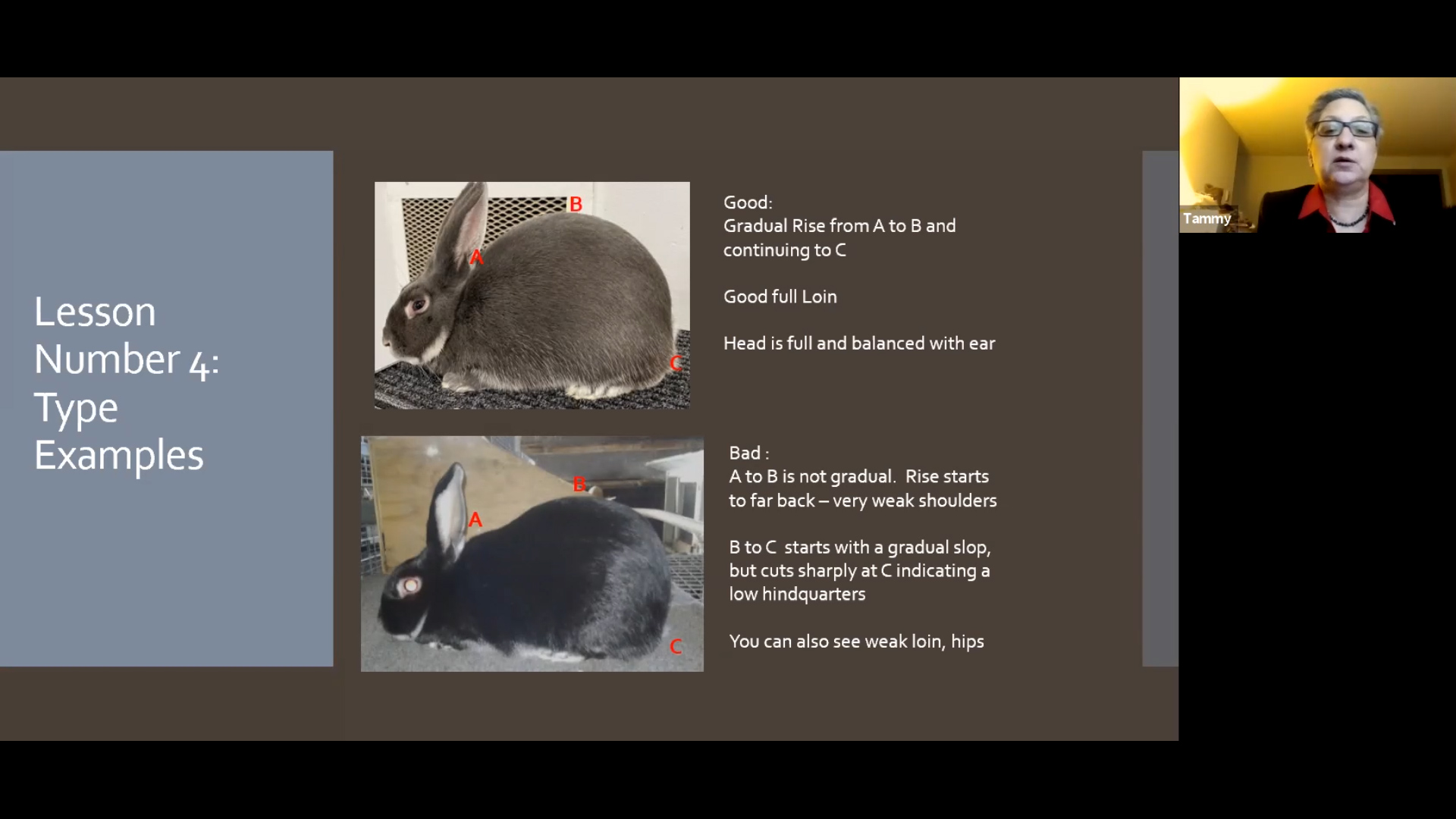 Silver Marten by Tammy Benolkin ARBA Judge #553