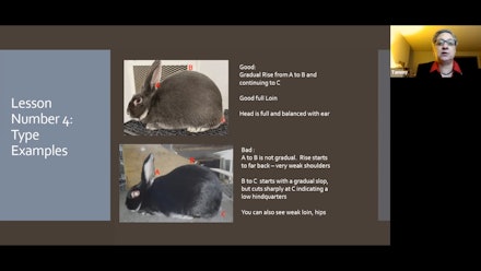 The Rabbit Show Video