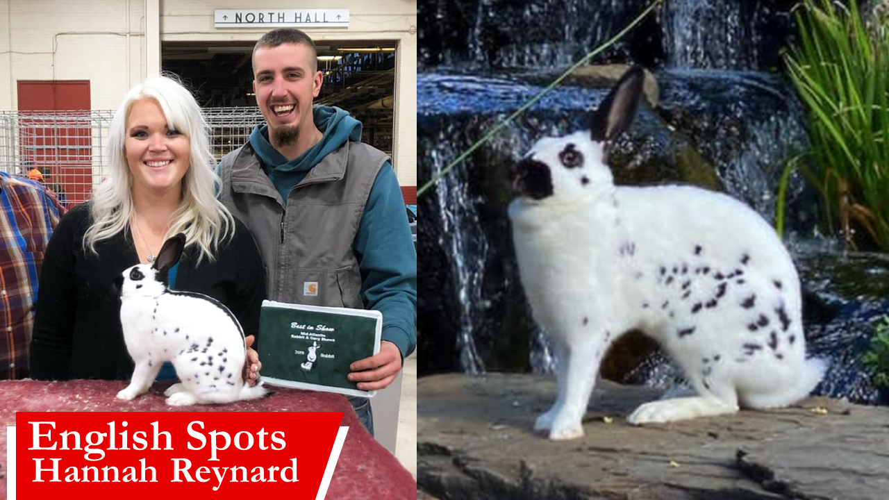 English Spots by Hannah Reynard ARBA Judge #905