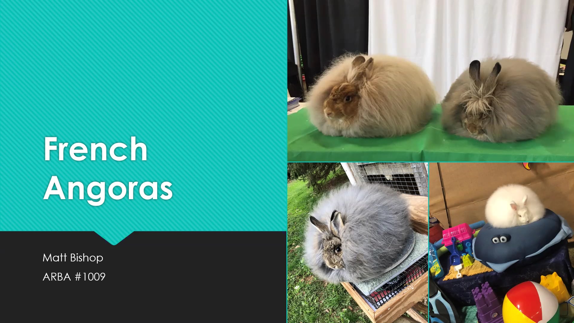 French Angoras by Matt Bishop ARBA Judge #1009