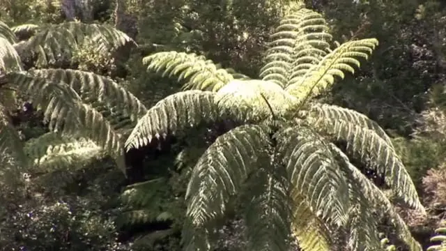 C'era un Isola : Nuova Zelanda
