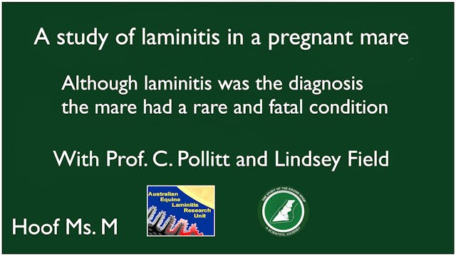 Laminitis diagnosis in a pregnant mare