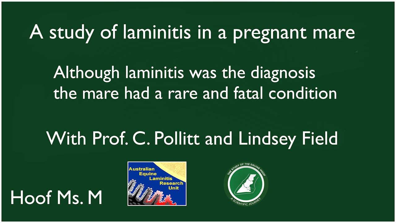 Laminitis diagnosis in a pregnant mare