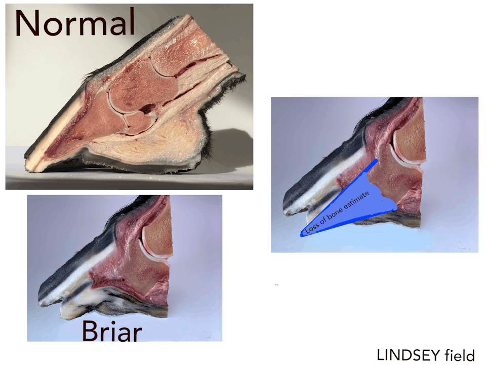 Chronic Laminitis | Hoof HB2 with Chris Pollitt