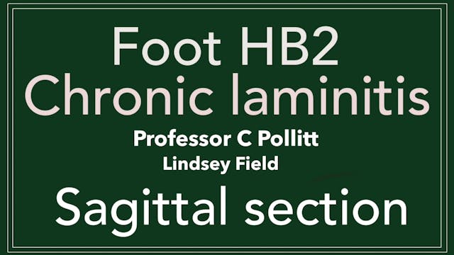 Chronic Laminitis | Hoof HB2 with Chris Pollitt