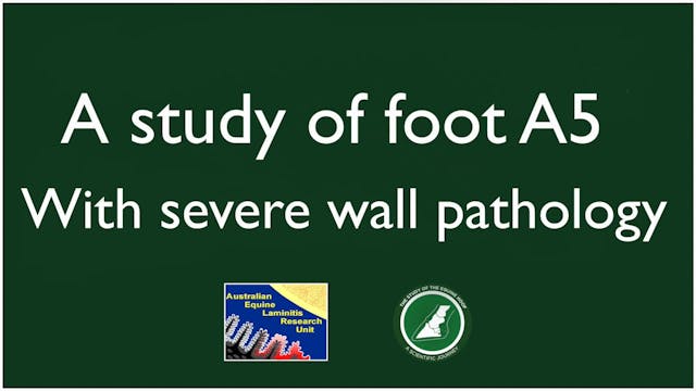 The study of a foot with Prof Chris Pollitt with a wall pathology ? Abscess