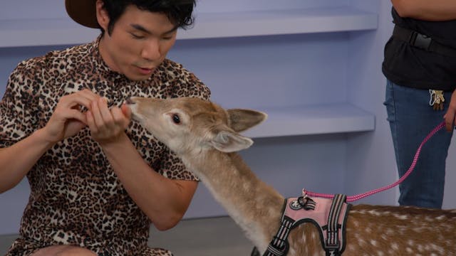 Eugene Gets Surprised By A Baby Deer 🦌