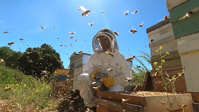 One Guy, 40 Million Bees