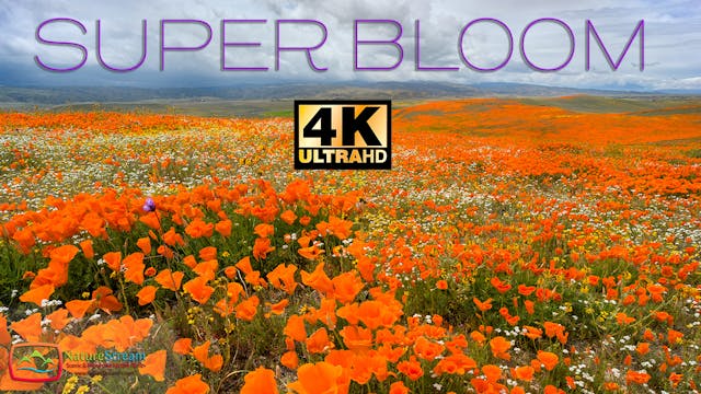 SUPERBLOOM