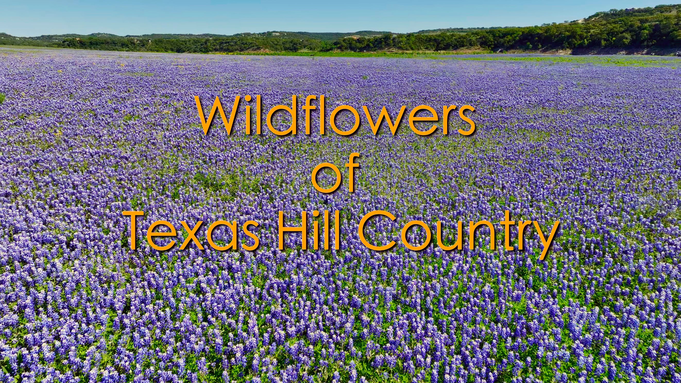 Wildflowers of Texas Hill Country