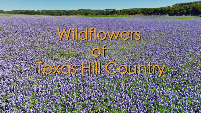 Wildflowers of Texas Hill Country