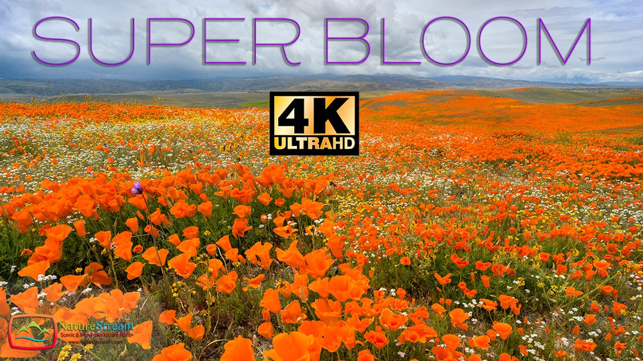 SUPERBLOOM
