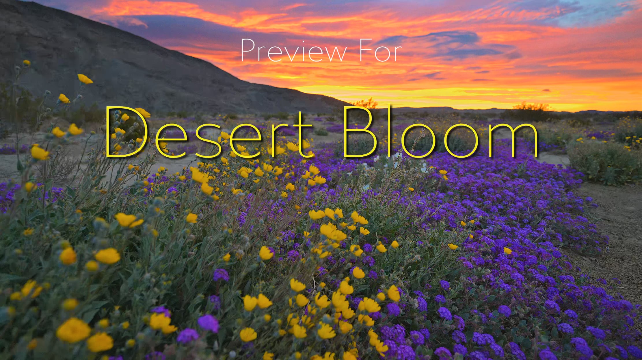 Preview for Desert Bloom