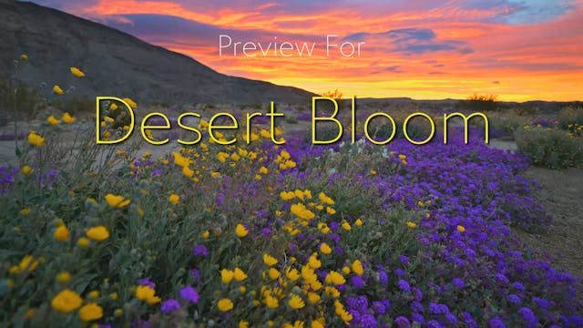 Preview for Desert Bloom