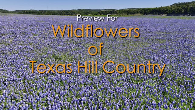 Preview for Wildflowers of Texas Hill...