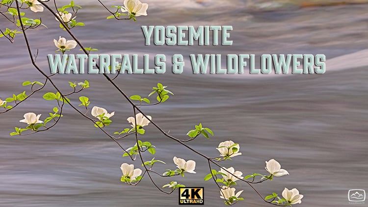 Yosemite Waterfalls & Wildflowers