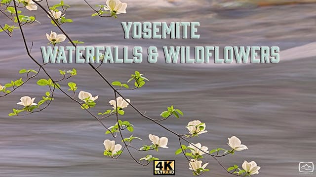 Yosemite Waterfalls & Wildflowers
