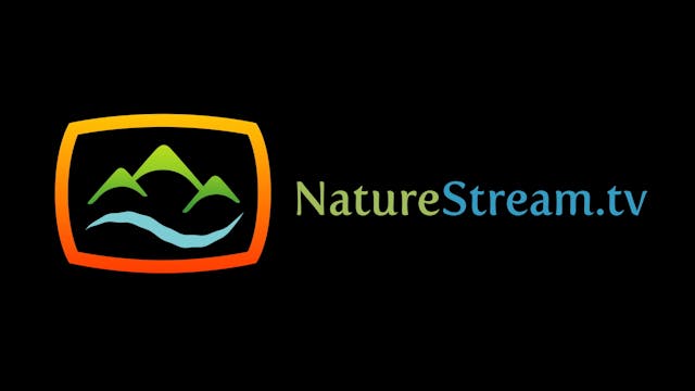 Morning at the Marsh