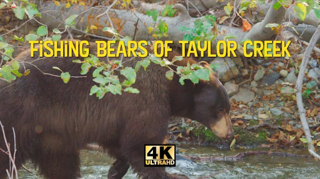 Preview of Fishing Bears