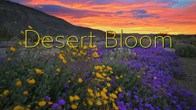 Desert Bloom