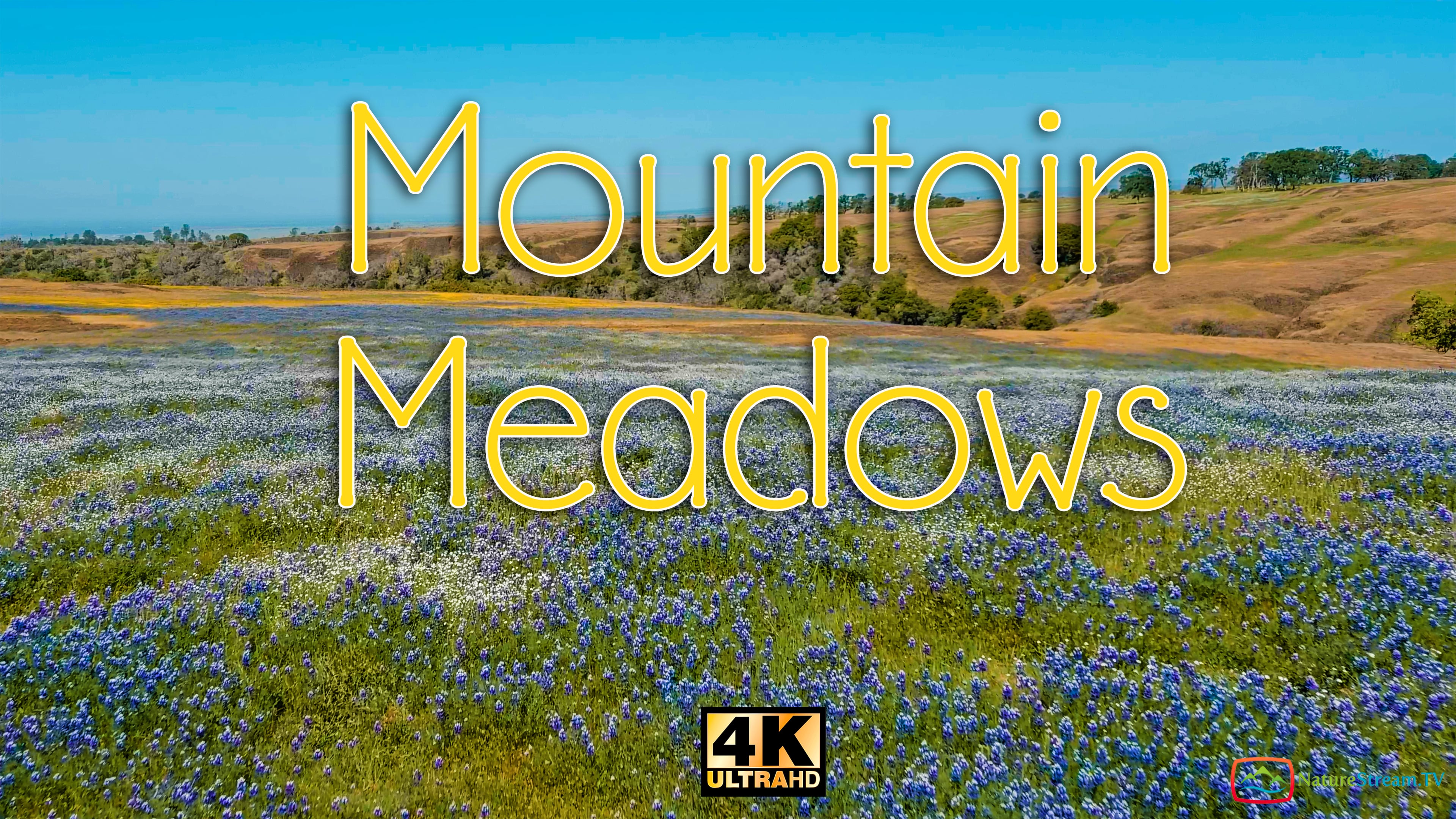 Mountain Meadows